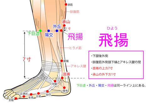 飛揚穴位置|「穴位密碼」飛揚